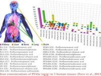 Contaminazione da PFAS perfluorurati
