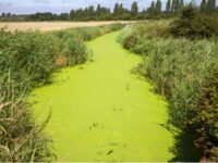 Rapporto nazionale pesticidi nelle acque